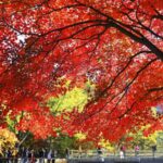 Autumn_Magic__Explore_China_s_Stunning_Red_Maple_Forests__ video poster