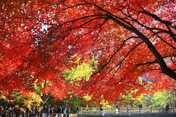 Autumn Magic: Explore China’s Stunning Red Maple Forests 🍁 Autumn_Magic__Explore_China_s_Stunning_Red_Maple_Forests__ video poster