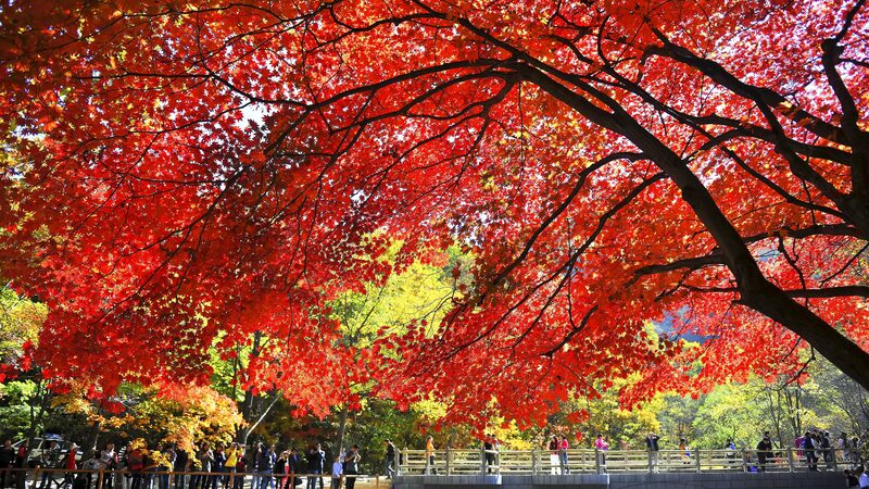 Autumn_Magic__Explore_China_s_Stunning_Red_Maple_Forests___poster - 🌍NewspaperAmigo – Your Global News Buddy 🗞️ Autumn_Magic__Explore_China_s_Stunning_Red_Maple_Forests__ video poster