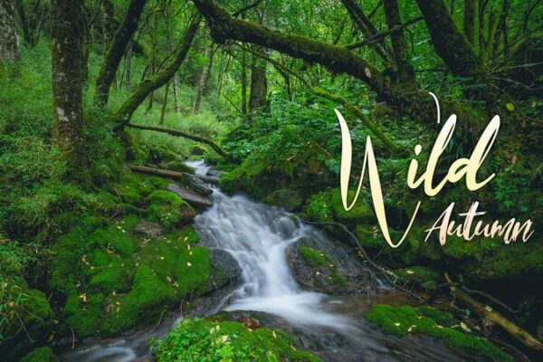 Autumn_Magic_in_Shennongjia__A_World_Heritage_Wonderland___ video poster