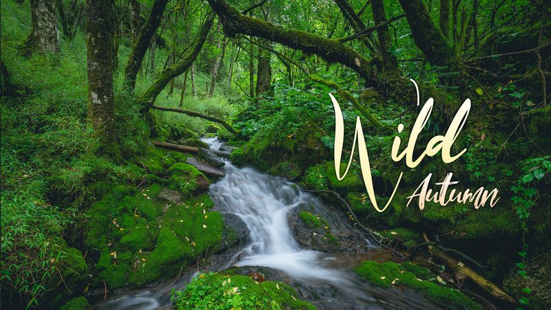 Autumn_Magic_in_Shennongjia__A_World_Heritage_Wonderland___ video poster