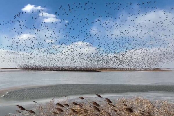 Autumn’s Avian Spectacle: Yellow River Delta Comes Alive 🦩🌾 Autumn_s_Avian_Spectacle__Yellow_River_Delta_Comes_Alive___ video poster