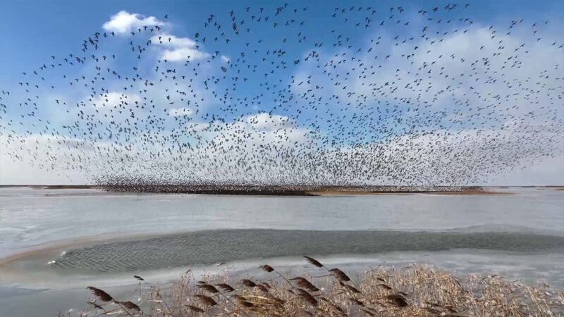 Autumn_s_Avian_Spectacle__Yellow_River_Delta_Comes_Alive____poster - 🌍NewspaperAmigo – Your Global News Buddy 🗞️ Autumn_s_Avian_Spectacle__Yellow_River_Delta_Comes_Alive___ video poster