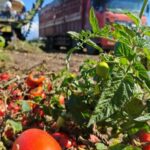 BBC_s_Xinjiang_Tomato_Claims_Stir_Debate_Over_Labor_Rights___