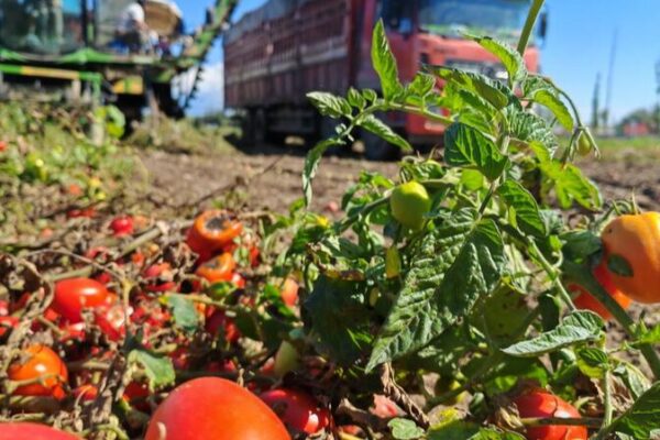 BBC’s Xinjiang Tomato Claims Stir Debate Over Labor Rights 🌍🍅 BBC_s_Xinjiang_Tomato_Claims_Stir_Debate_Over_Labor_Rights___