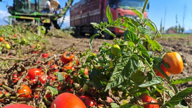 BBC_s_Xinjiang_Tomato_Claims_Stir_Debate_Over_Labor_Rights___ - 🌍NewspaperAmigo – Your Global News Buddy 🗞️ BBC_s_Xinjiang_Tomato_Claims_Stir_Debate_Over_Labor_Rights___
