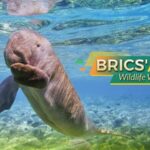 BRICS__Wildlife_Wonders__UAE_s_Desert_Treasures___