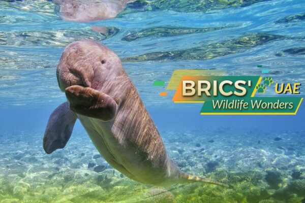 BRICS’ Wildlife Wonders: UAE’s Desert Treasures 🐪✨ BRICS__Wildlife_Wonders__UAE_s_Desert_Treasures___