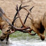 Back_from_the_Brink__Milu_Deer_Triumph_in_China_s_Conservation_Comeback___ video poster