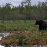 Baltic_Alarm__Finland_s_Coastal_Ecosystems_Under_Threat___