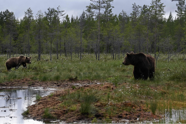 Baltic Alarm: Finland’s Coastal Ecosystems Under Threat 🌊🔍 Baltic_Alarm__Finland_s_Coastal_Ecosystems_Under_Threat___