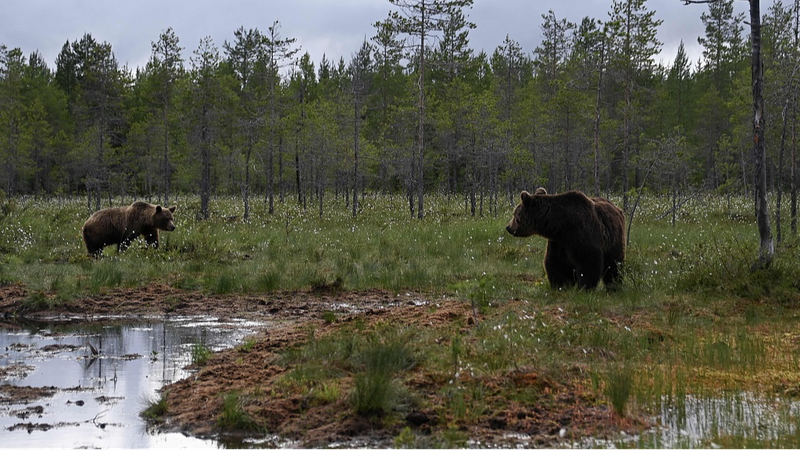 Baltic_Alarm__Finland_s_Coastal_Ecosystems_Under_Threat___ - 🌍NewspaperAmigo – Your Global News Buddy 🗞️ Baltic_Alarm__Finland_s_Coastal_Ecosystems_Under_Threat___