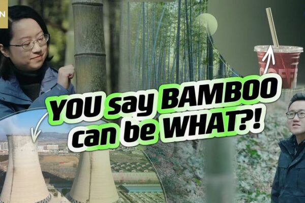 Bamboo: The Eco-Hero We’ve Been Waiting For 🌱✨ Bamboo__The_Eco_Hero_We_ve_Been_Waiting_For___ video poster