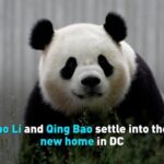 Bao_Li___Qing_Bao__DC_s_New_Panda_Ambassadors___ video poster