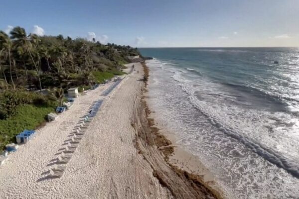 Barbados Battles Seaweed Invasion Threatening Tourism & Fish 🌊🌴 Barbados_Battles_Seaweed_Invasion_Threatening_Tourism___Fish___ video poster