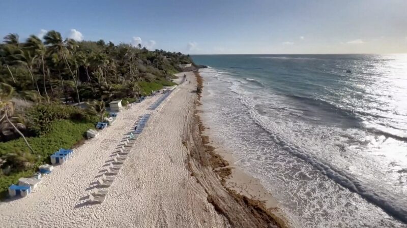 Barbados_Battles_Seaweed_Invasion_Threatening_Tourism___Fish____poster - 🌍NewspaperAmigo – Your Global News Buddy 🗞️ Barbados_Battles_Seaweed_Invasion_Threatening_Tourism___Fish___ video poster
