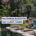 Bees_in_Crisis__Climate_Change_Stings_North_Macedonia_s_Beekeepers___ video poster