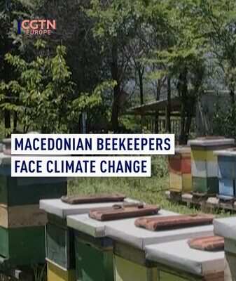 Bees in Crisis: Climate Change Stings North Macedoniaโs Beekeepers ๐๐ฅ Bees_in_Crisis__Climate_Change_Stings_North_Macedonia_s_Beekeepers___ video poster