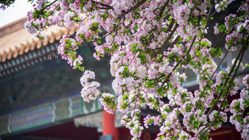Beijing_Blooms__Floral_Frenzy_Takes_Over_the_Capital_____poster - 🌍NewspaperAmigo – Your Global News Buddy 🗞️ Beijing_Blooms__Floral_Frenzy_Takes_Over_the_Capital____ video poster
