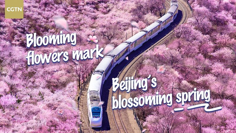 Beijing_Blooms__Spring_s_Colorful_Symphony_in_the_Capital___ video poster
