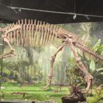 __Beijing_Dinosaur_Exhibit_Reveals_China_s_Fossil_Wonders_