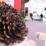 Beijing_Hosts_Global_Summit_on_Traditional_Medicine_s_Future__