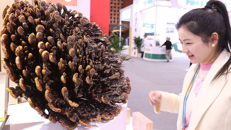 Beijing_Hosts_Global_Summit_on_Traditional_Medicine_s_Future__ - 🌍NewspaperAmigo – Your Global News Buddy 🗞️ Beijing_Hosts_Global_Summit_on_Traditional_Medicine_s_Future__