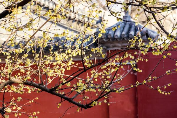 Beijing’s Ancient Temple Blossoms with Wintersweet Magic 🌸✨ Beijing_s_Ancient_Temple_Blossoms_with_Wintersweet_Magic___