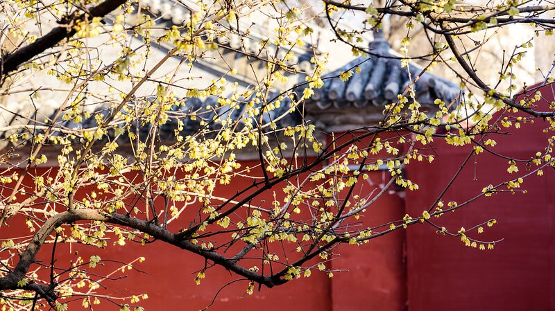 Beijing_s_Ancient_Temple_Blossoms_with_Wintersweet_Magic___ - 🌍NewspaperAmigo – Your Global News Buddy 🗞️ Beijing_s_Ancient_Temple_Blossoms_with_Wintersweet_Magic___