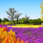 __Beijing_s_Autumn_Blooms_Draw_Crowds_Near_Old_Summer_Palace_