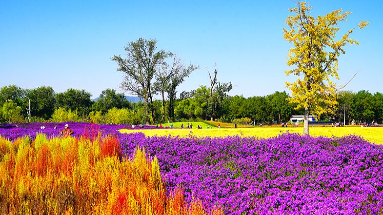 Beijing_s_Autumn_Blooms_Draw_Crowds_Near_Old_Summer_Palace_ - 🌍NewspaperAmigo – Your Global News Buddy 🗞️ __Beijing_s_Autumn_Blooms_Draw_Crowds_Near_Old_Summer_Palace_