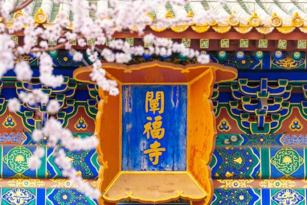 🌸 Beijing’s Beihai Park Blooms into a Pink Wonderland! __Beijing_s_Beihai_Park_Blooms_into_a_Pink_Wonderland_