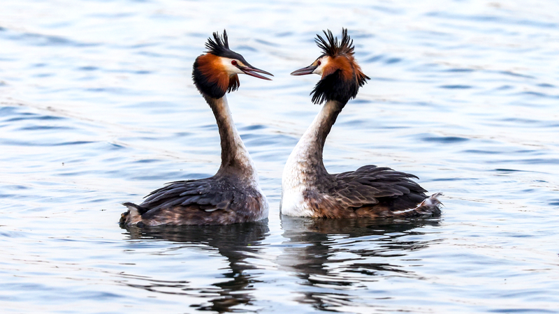 Beijing_s_Dancing_Grebes_Steal_the_Spring_Spotlight___ - 🌍NewspaperAmigo – Your Global News Buddy 🗞️ Beijing_s_Dancing_Grebes_Steal_the_Spring_Spotlight___
