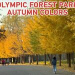 Beijing_s_Olympic_Forest_Park_Dazzles_in_Autumn_Gold__ video poster