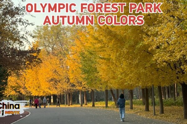Beijing’s Olympic Forest Park Dazzles in Autumn Gold 🍂 Beijing_s_Olympic_Forest_Park_Dazzles_in_Autumn_Gold__ video poster