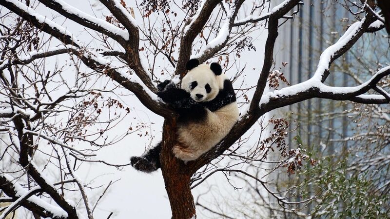 Beijing_s_Pandas_Embrace_First_Snowfall_with_Playful_Antics____