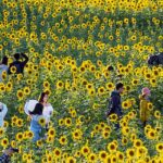 Beijing_s_Sunflowers_Bloom_into_Autumn_s_Golden_Spotlight___
