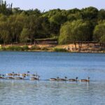 Beijing_s_Wildlife_Blooms__Four_New_Bird_Species_Join_the_Flock____