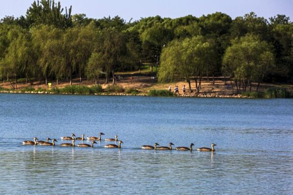 Beijing’s Wildlife Blooms: Four New Bird Species Join the Flock! 🐦✨ Beijing_s_Wildlife_Blooms__Four_New_Bird_Species_Join_the_Flock____