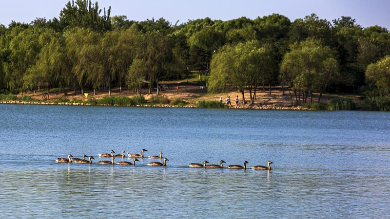 Beijing_s_Wildlife_Soars__4_New_Bird_Species_Boost_Total_to_612___