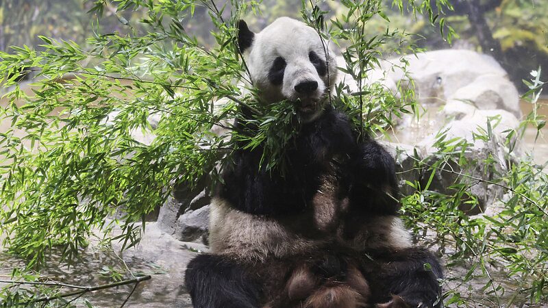 Beloved Tokyo Pandas Return to Chinese Mainland After 13 Years 🐼❤️ Beloved_Tokyo_Pandas_Return_to_Chinese_Mainland_After_13_Years____