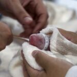 Berlin_Zoo_Celebrates_Twin_Panda_Cubs_Born_to_Meng_Meng___