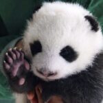 Berlin_Zoo_Welcomes_Adorable_Panda_Twins____