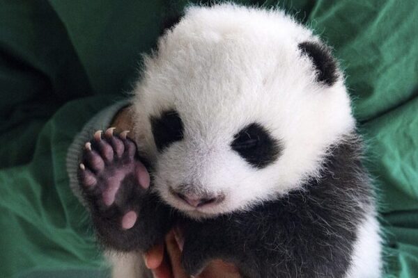 Berlin Zoo Welcomes Adorable Panda Twins! 🐼✨ Berlin_Zoo_Welcomes_Adorable_Panda_Twins____