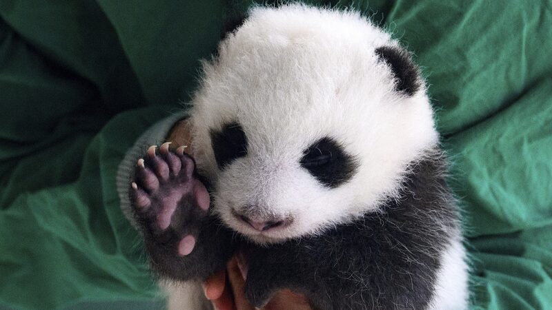 Berlin_Zoo_Welcomes_Adorable_Panda_Twins____ - 🌍NewspaperAmigo – Your Global News Buddy 🗞️ Berlin_Zoo_Welcomes_Adorable_Panda_Twins____