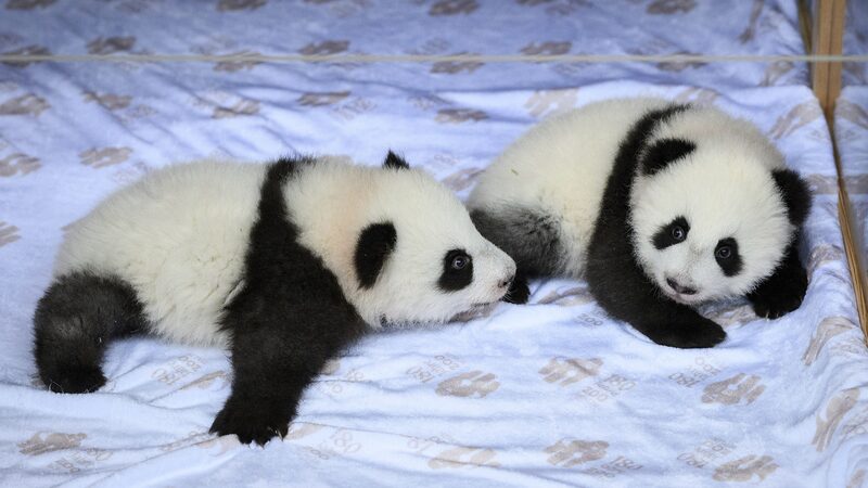 Berlin_s_Panda_Twins_Named_in_Nod_to_Chinese_Roots___Berlin_Heritage____poster - 🌍NewspaperAmigo – Your Global News Buddy 🗞️ Berlin_s_Panda_Twins_Named_in_Nod_to_Chinese_Roots___Berlin_Heritage___ video poster