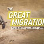 Beyond_the_Great_Migration__Africa_s_Untold_Stories___