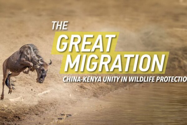 Beyond the Great Migration: Africa’s Untold Stories 🌍✨ Beyond_the_Great_Migration__Africa_s_Untold_Stories___