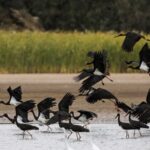 Black_Storks_Thrive_in_China_s_Restored_Wetlands___