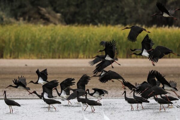 Black Storks Thrive in China’s Restored Wetlands 🌿🦢 Black_Storks_Thrive_in_China_s_Restored_Wetlands___